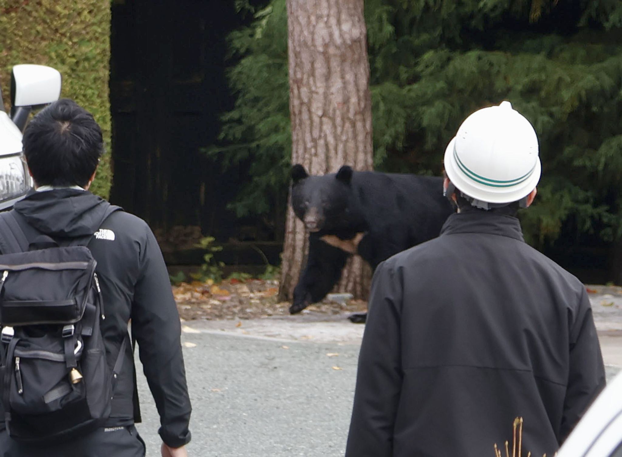 Bär in Japan gelingt nach Angriff spektakuläre Flucht