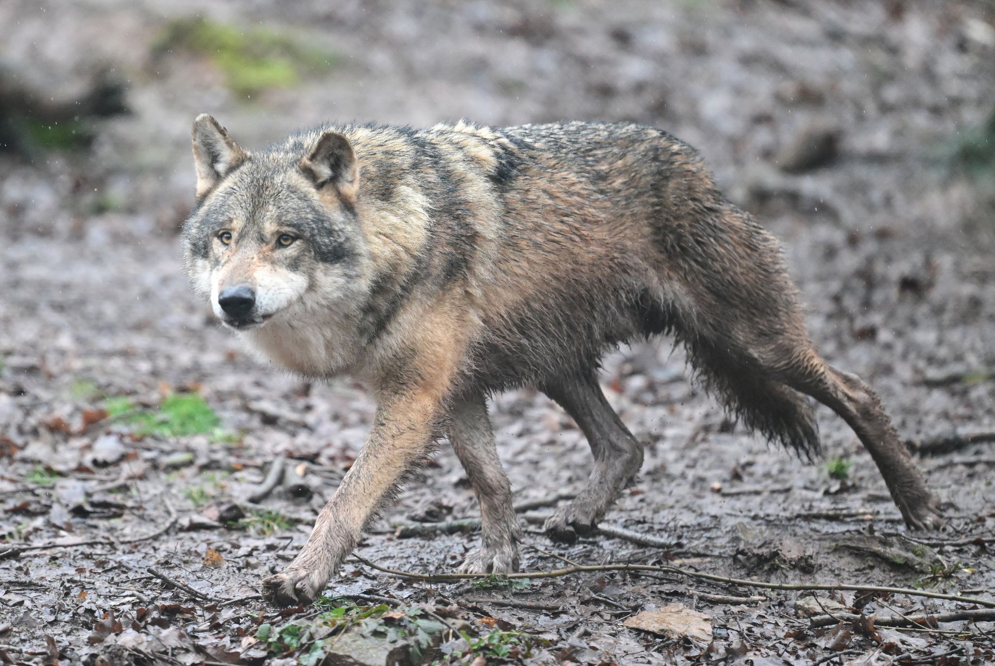 Zahl der Wolfsrudel in der Schweiz gestiegen