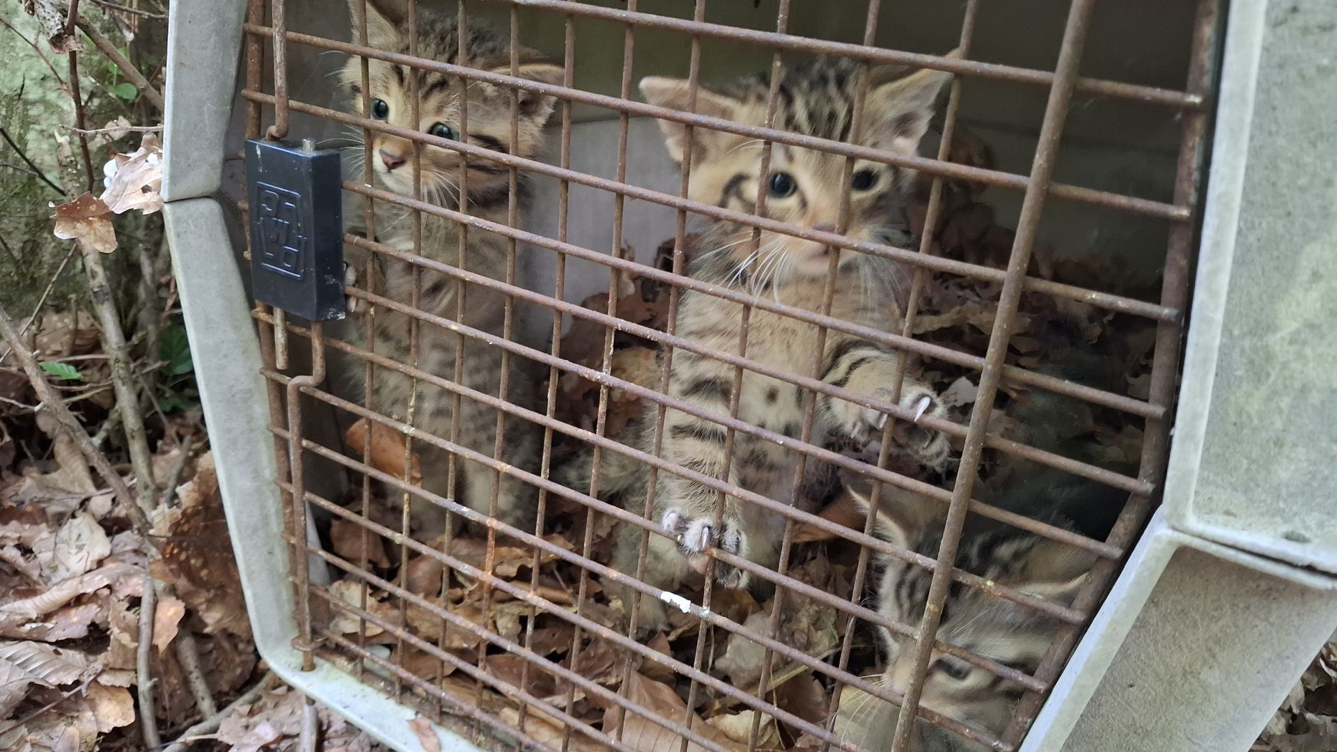 Happy End für drei Wildkatzen-Babys im Landkreis Bamberg