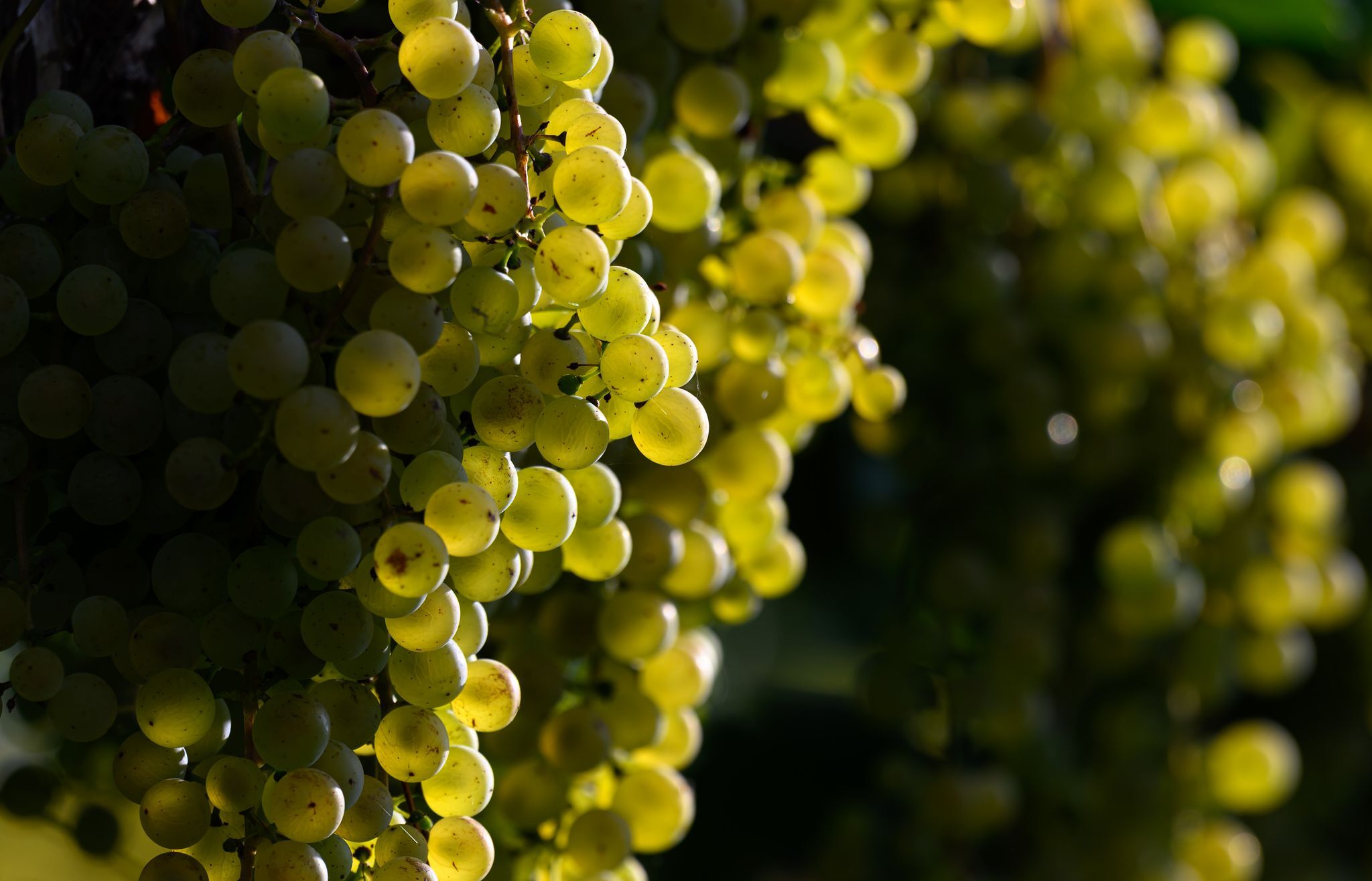 Winzer produzieren 2025 mehr Wein