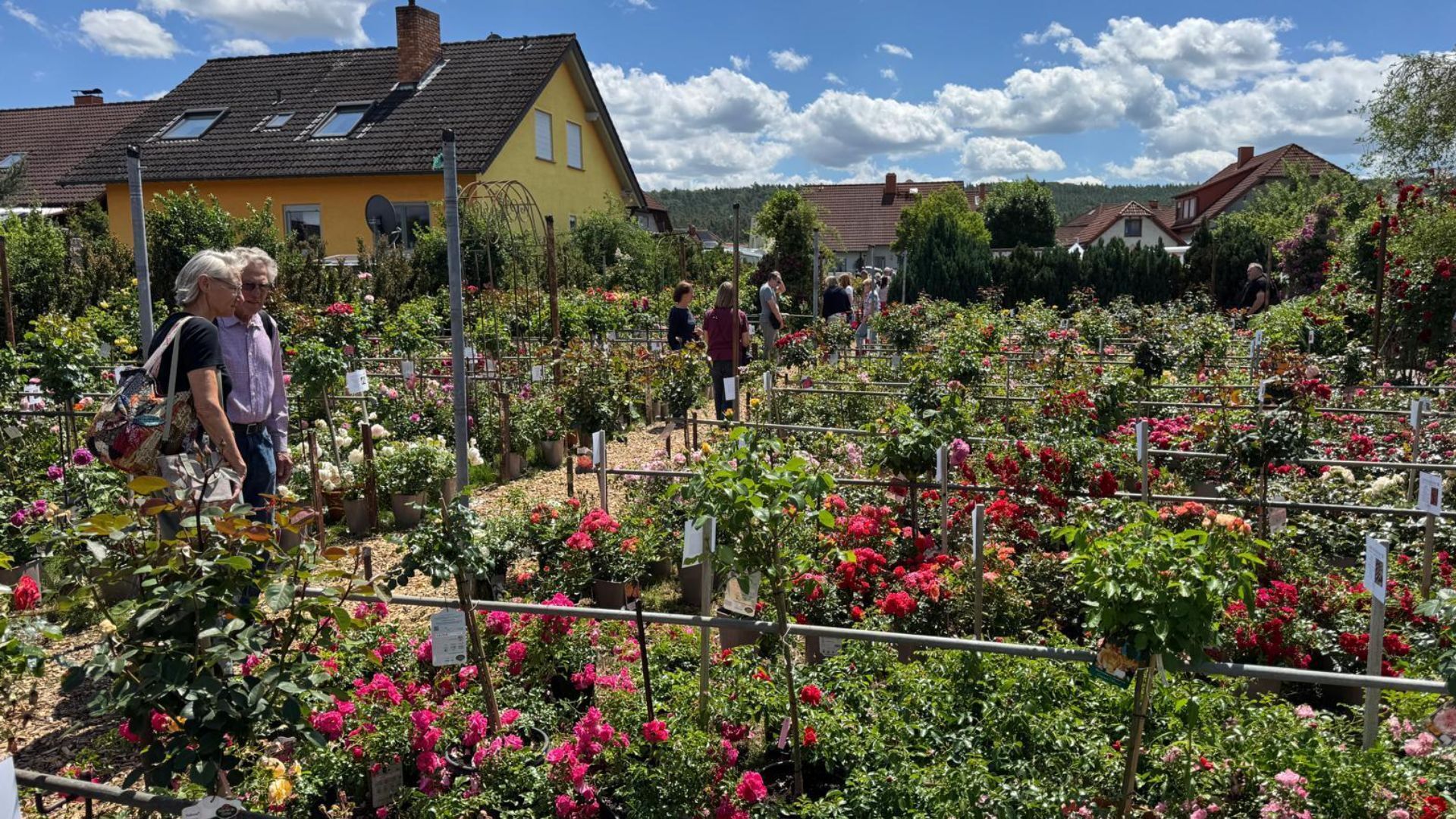 Rosenfest in Pettstadt eröffnet