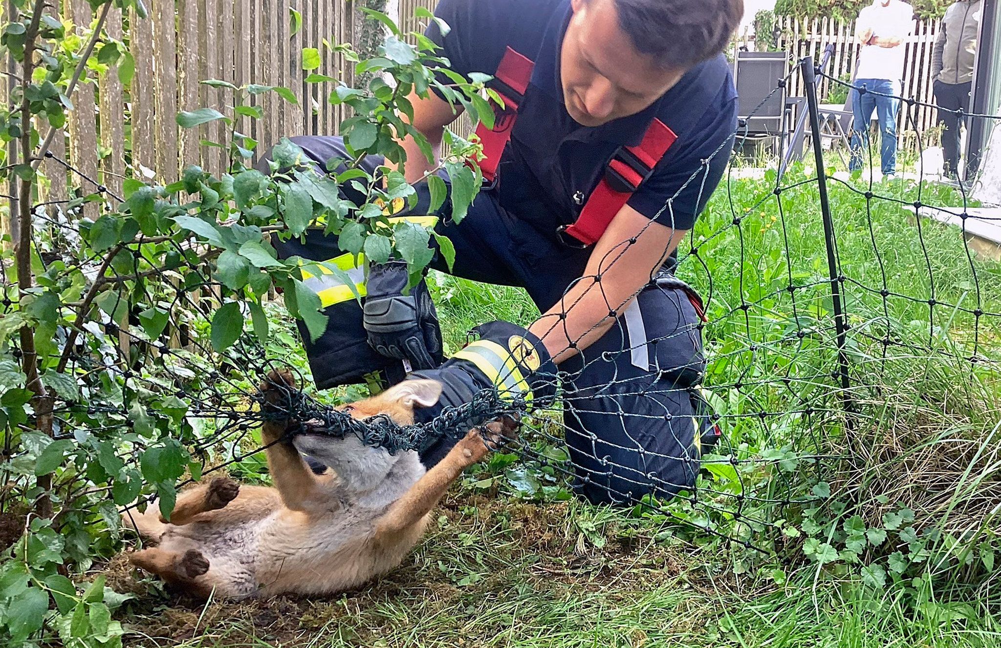 Feuerwehr befreit Fuchs aus lebensgefährlicher Situation