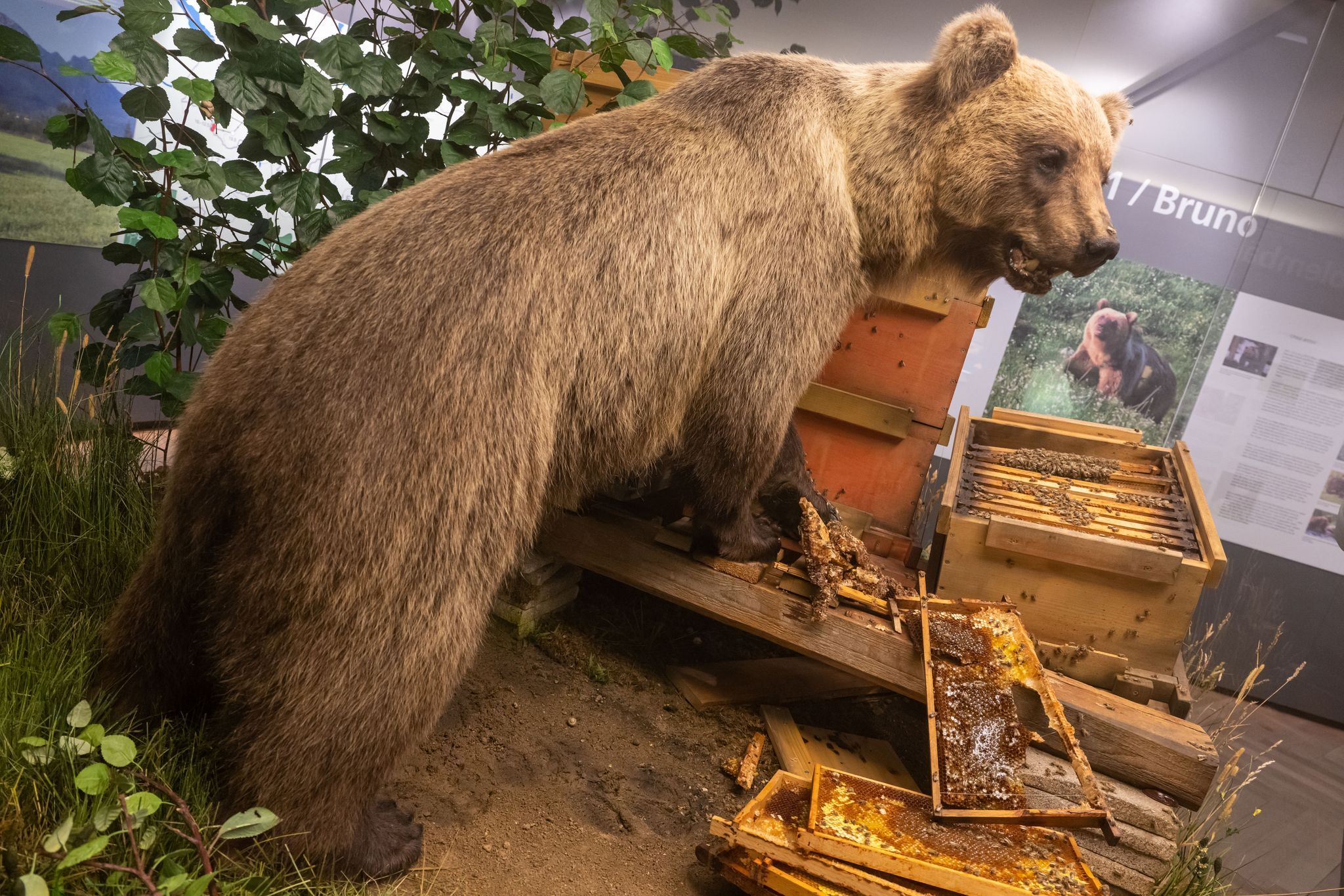 Braunbär Bruno im Museum: Freiheitssymbol und Schaustück