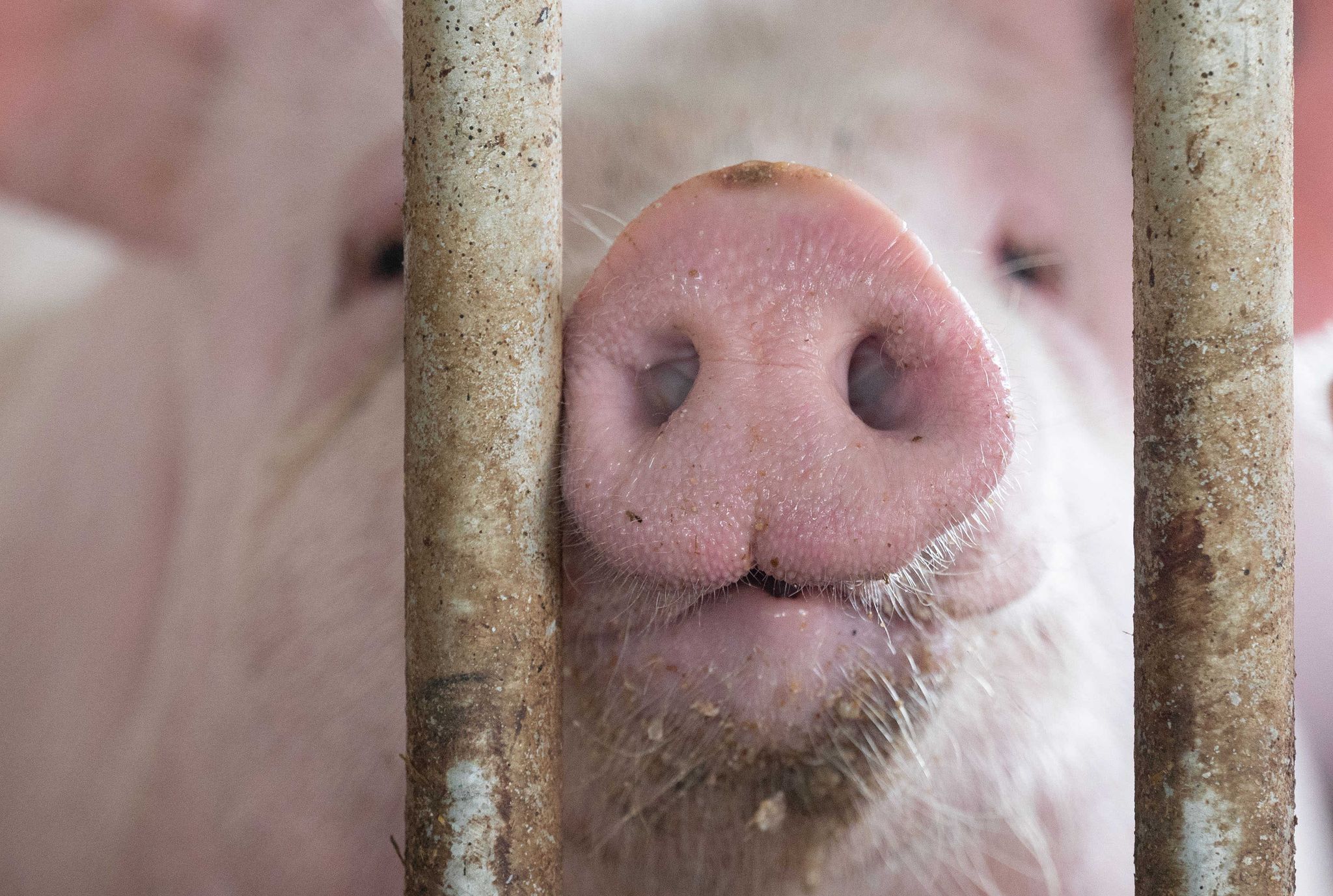 Schweinebestand in Bayern steigt