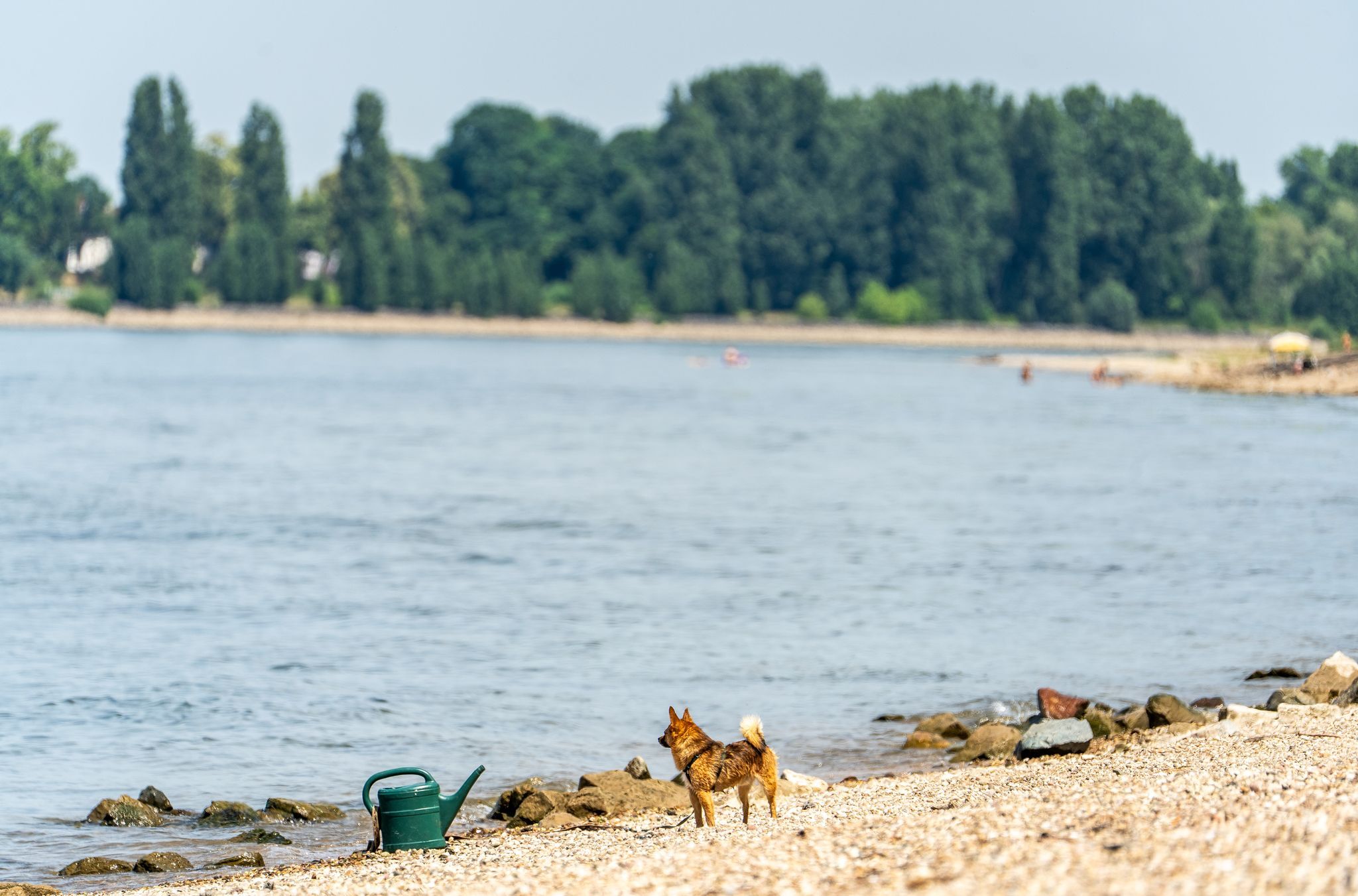 Drei Tote aus dem Rhein in Hessen geborgen