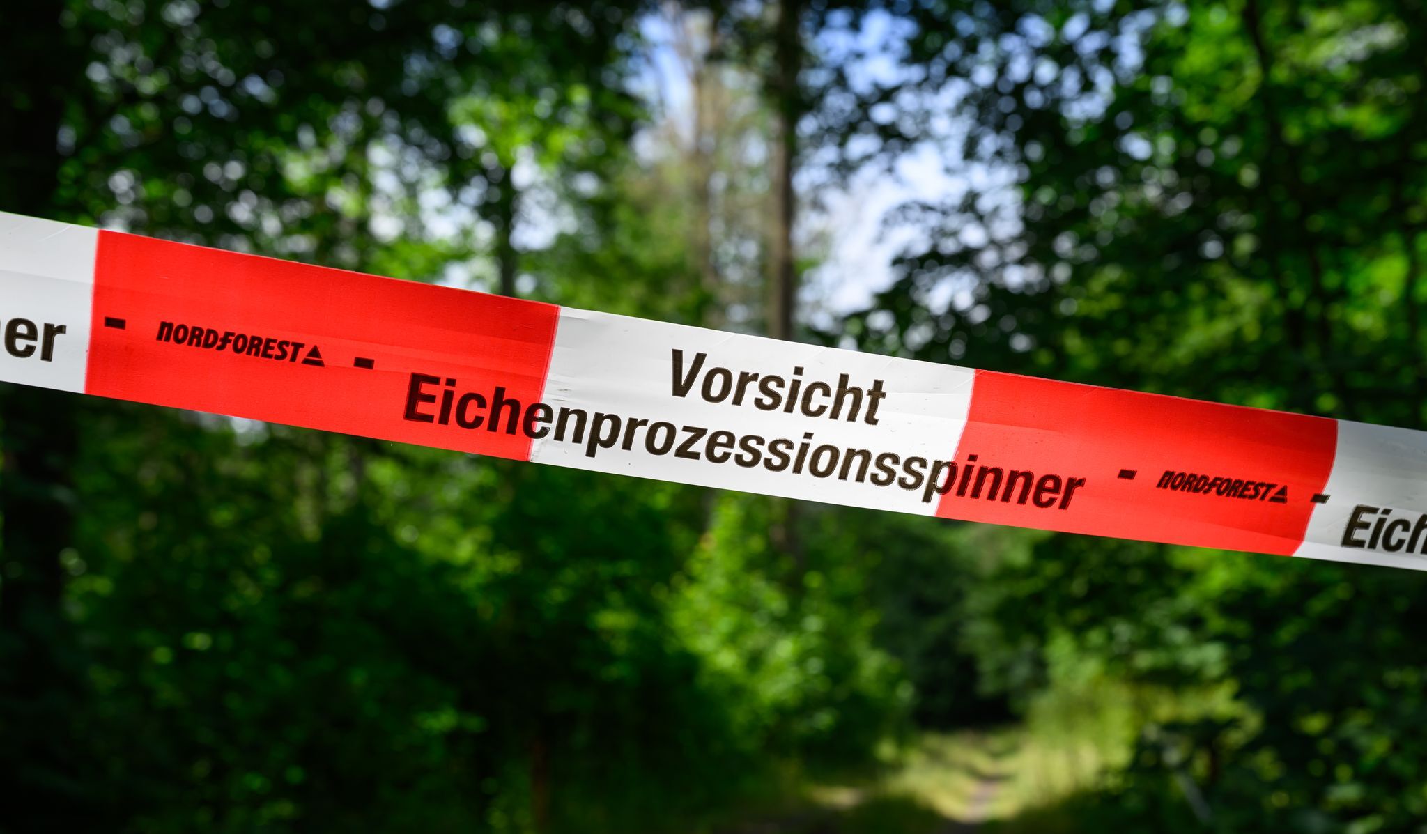 Eichenprozessionsspinner als Plage – auch Wald betroffen