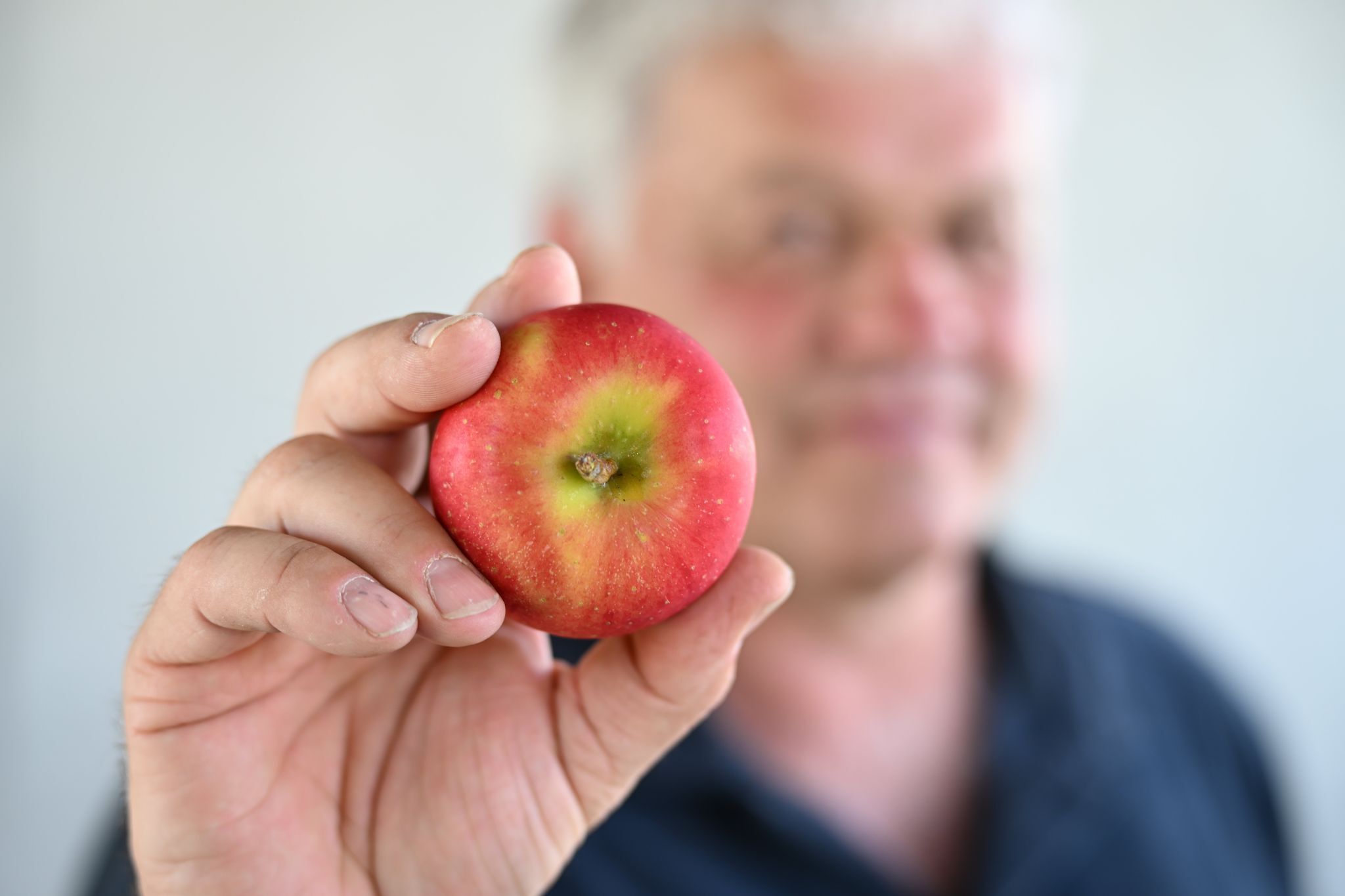 Das kann der neue Superapfel vom Bodensee