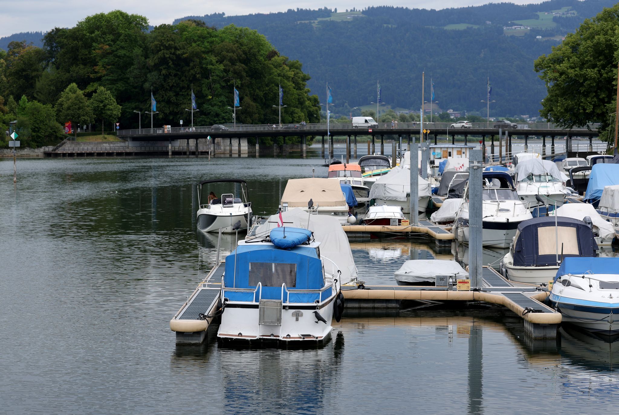 Blaualgen in Bodensee-Seitenarm nachgewiesen