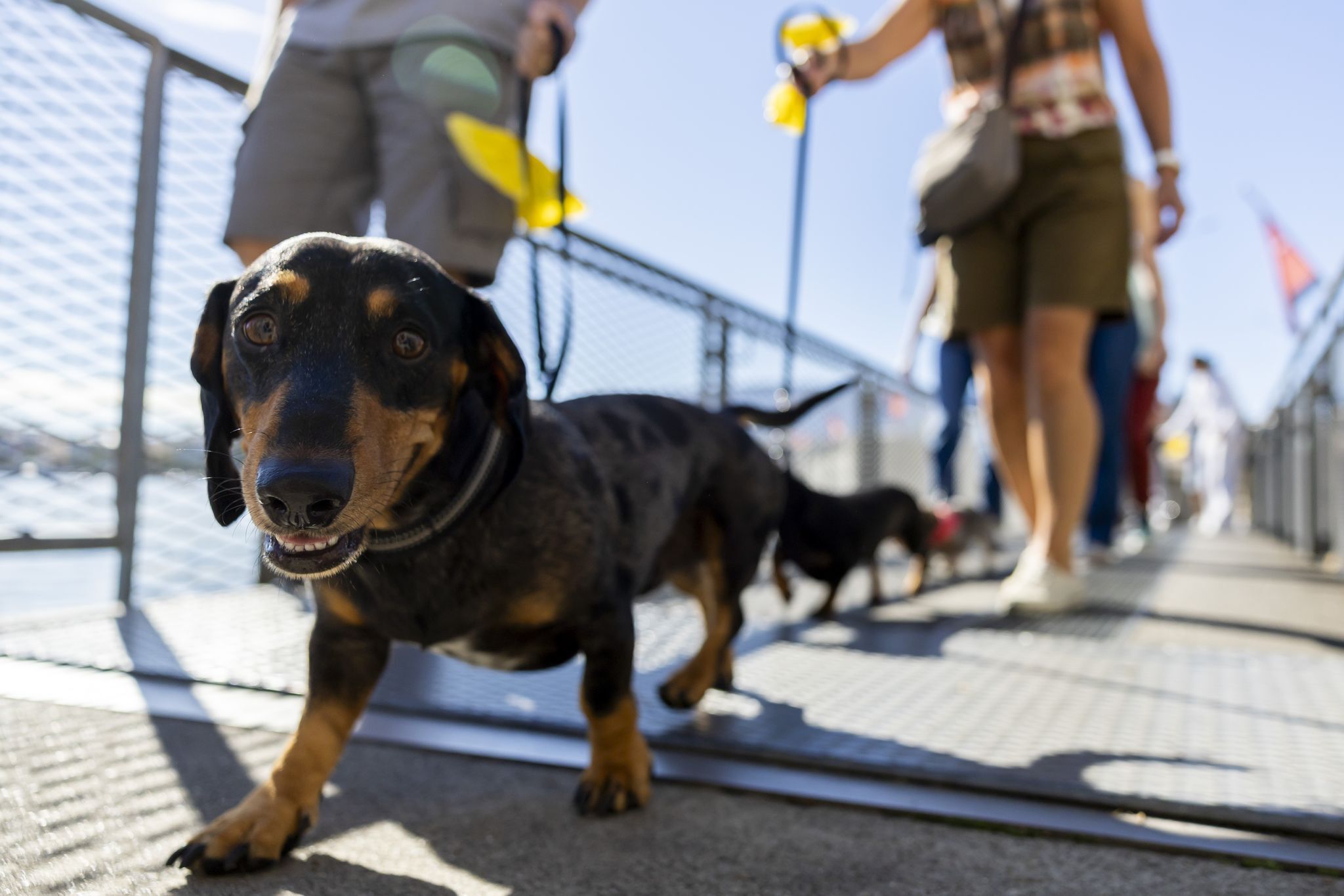 Hundepipi ade: In Chiasso muss mit Wasser nachgespült werden